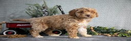 Miniature Poodle dogs for sale: Sarah - Ad 2