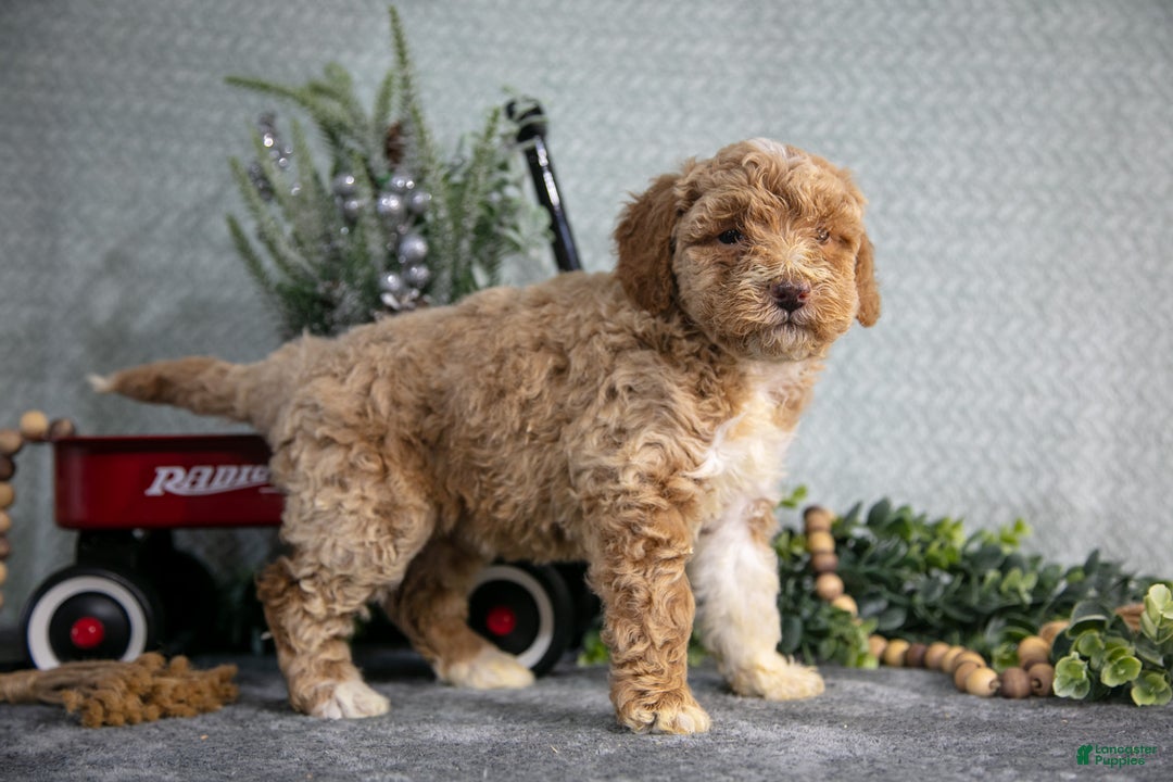 Miniature Poodle dogs for sale: Sarah - Ad 2