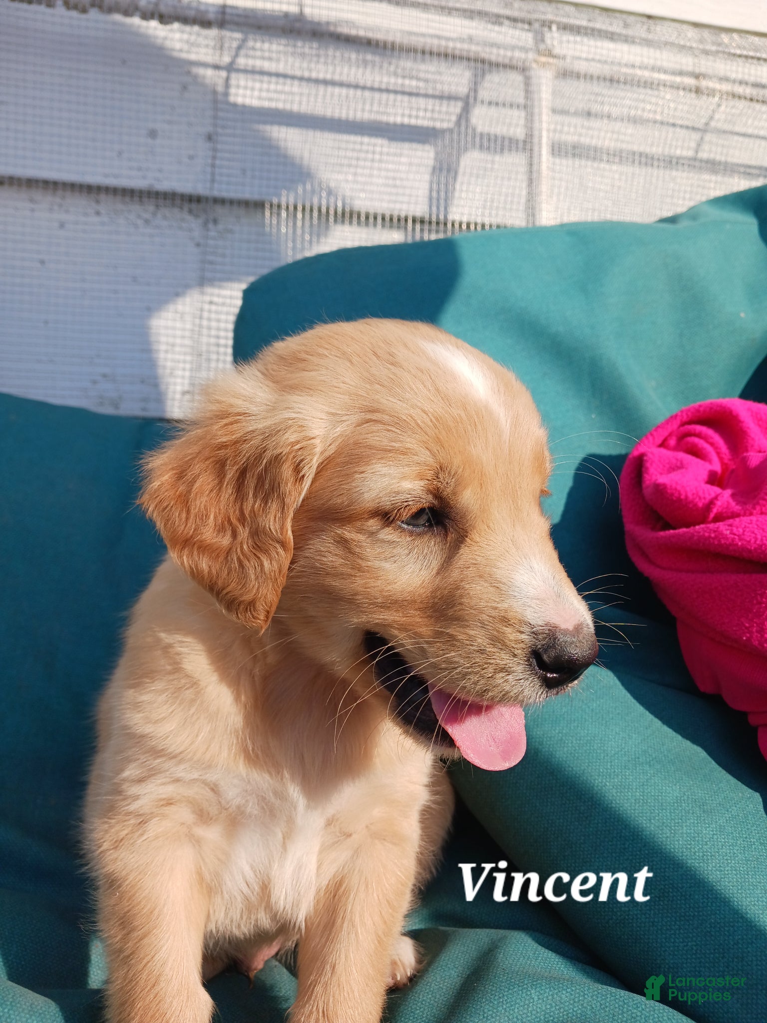 Mixed Breed dogs Mixed Breed Puppy 2 Vincent  - Ad 2