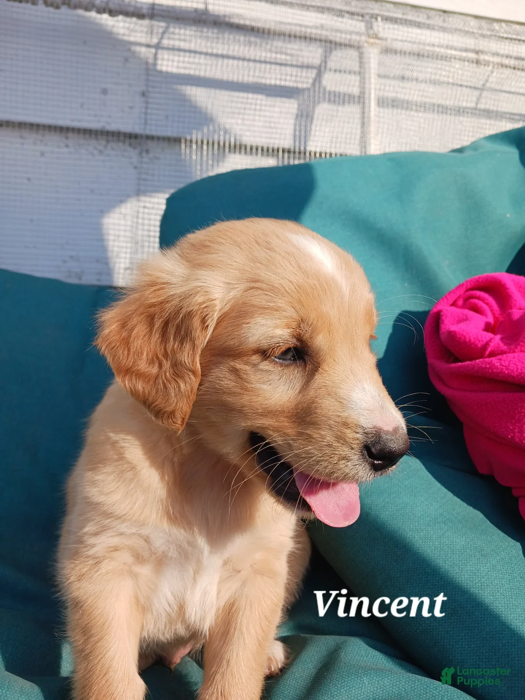 Mixed Breed dogs for sale: Mixed Breed Puppy 2 Vincent  - Ad 2
