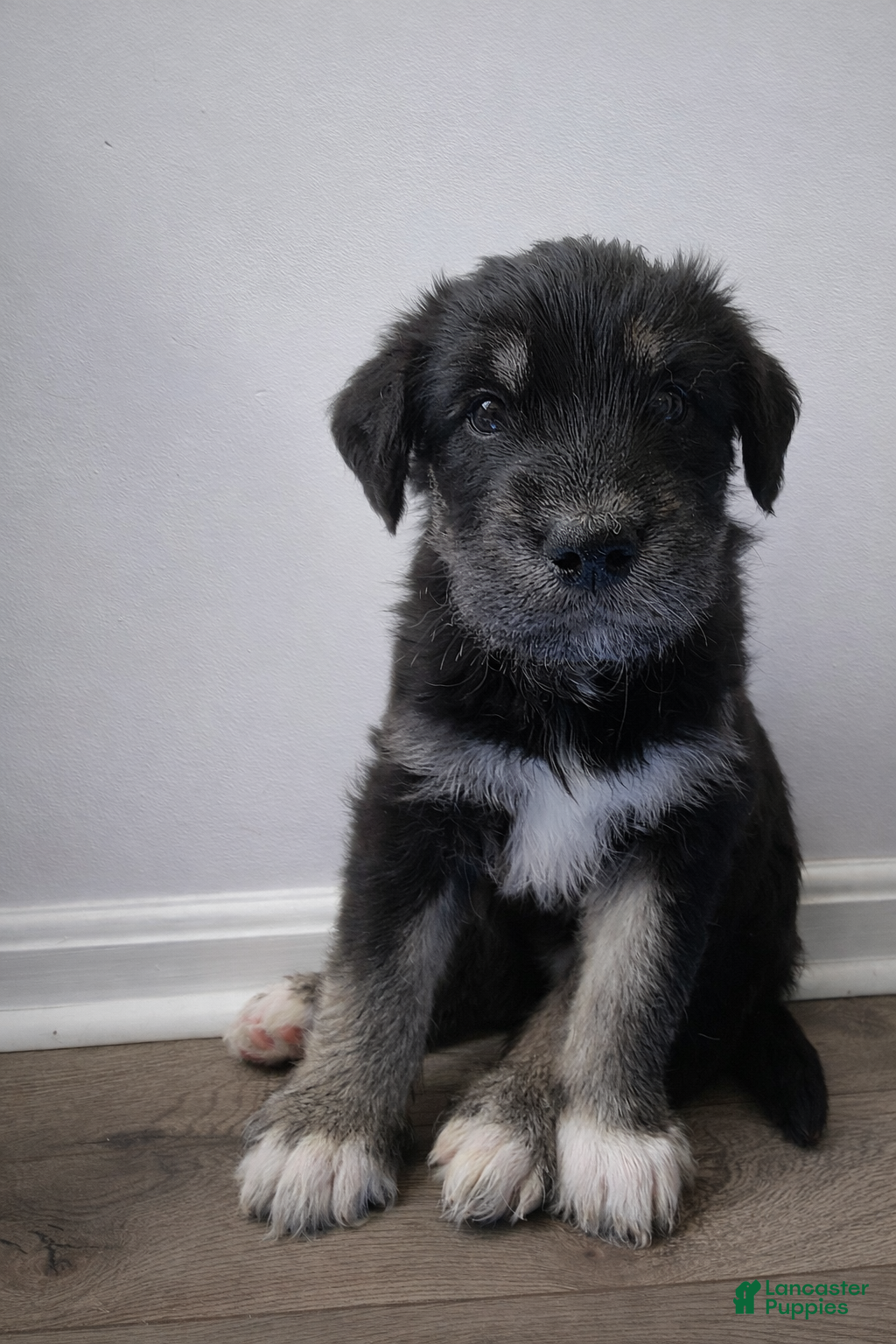 Huskipoo dogs Gaston - Ad 1