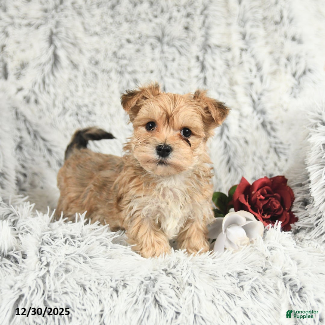 Morkie dogs for sale: Buddy - Ad 1