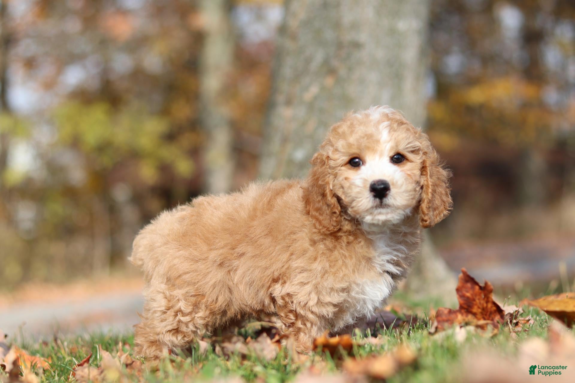 Miniature Poodle dogs for sale: August (AKC) - Ad 2