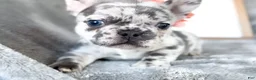 French Bulldog dogs for sale: Clementine Blue Merle AKC Frenchie Female - Ad 4