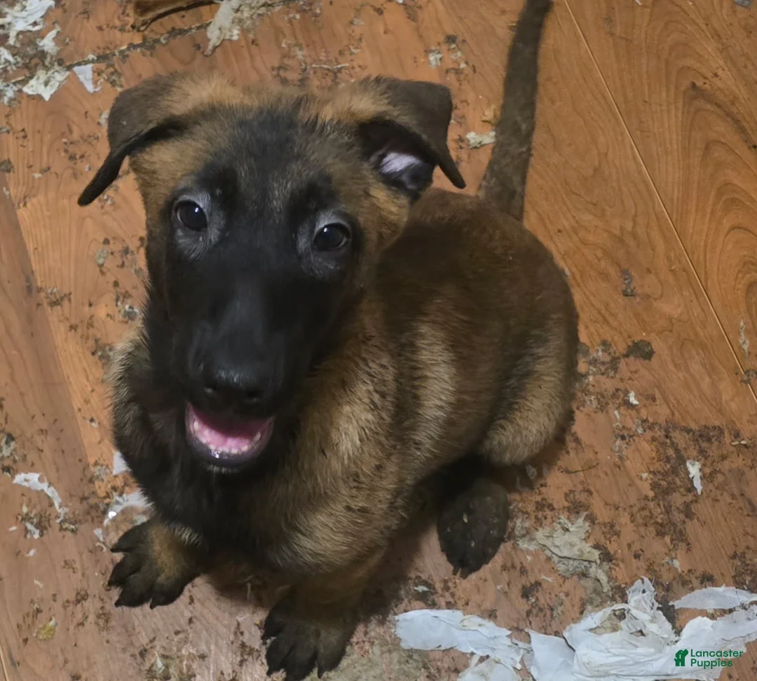 Belgian Malinois dogs for sale: Girl 1 - Ad 1