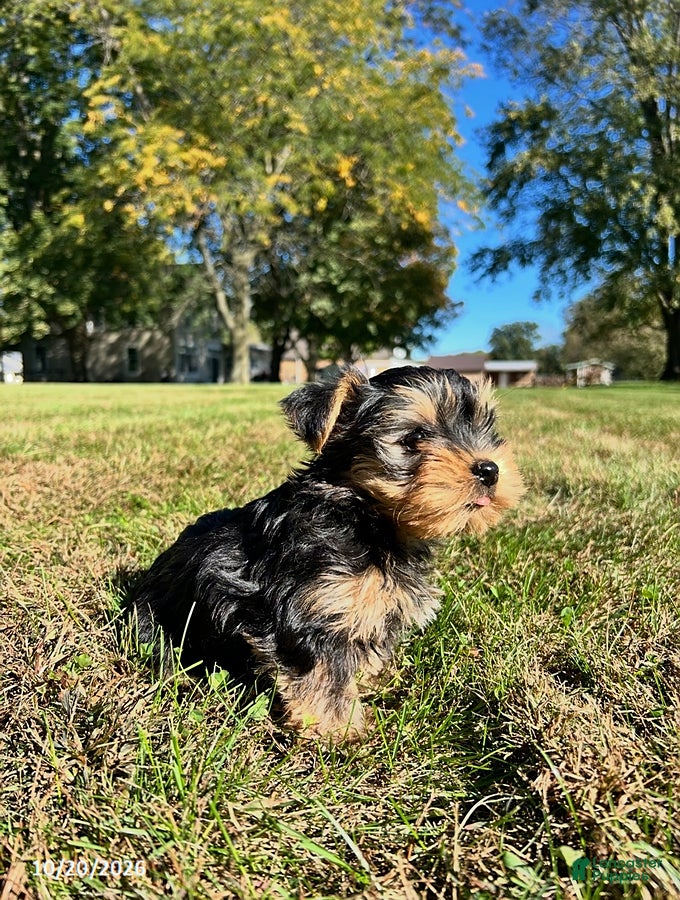 Yorkshire Terrier dogs for sale: Teddy - Ad 1