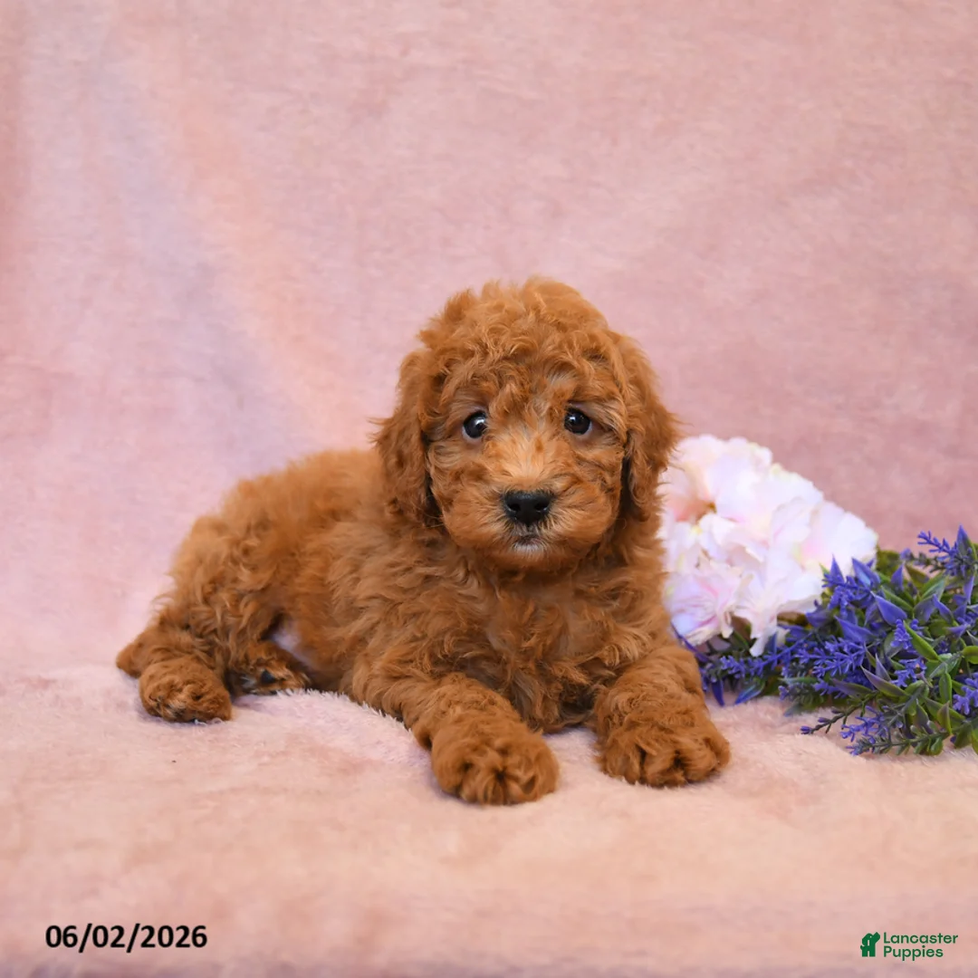 Cavapoo dogs for sale: Foxy - Ad 1