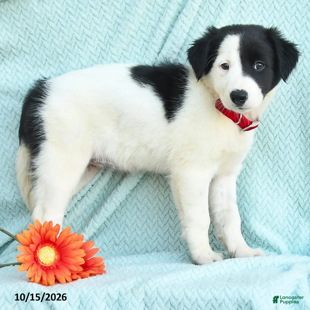 Border Collie dogs for sale: Jess  - Ad 2