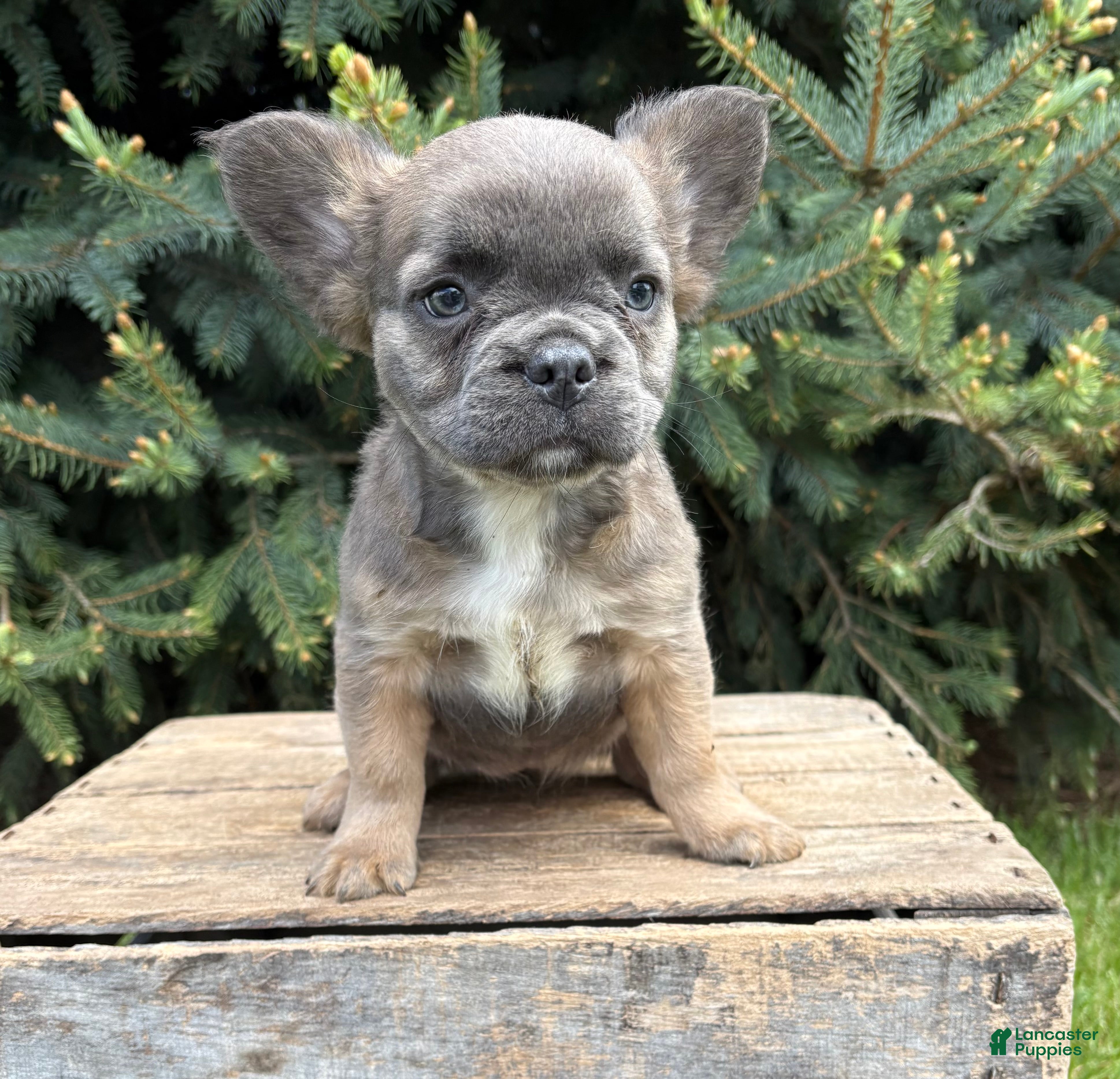 French Bulldog dogs Mercedes Fluffy - Ad 1