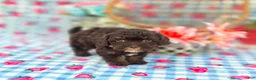 Havapoo dogs for sale: Waylon  - Ad 5