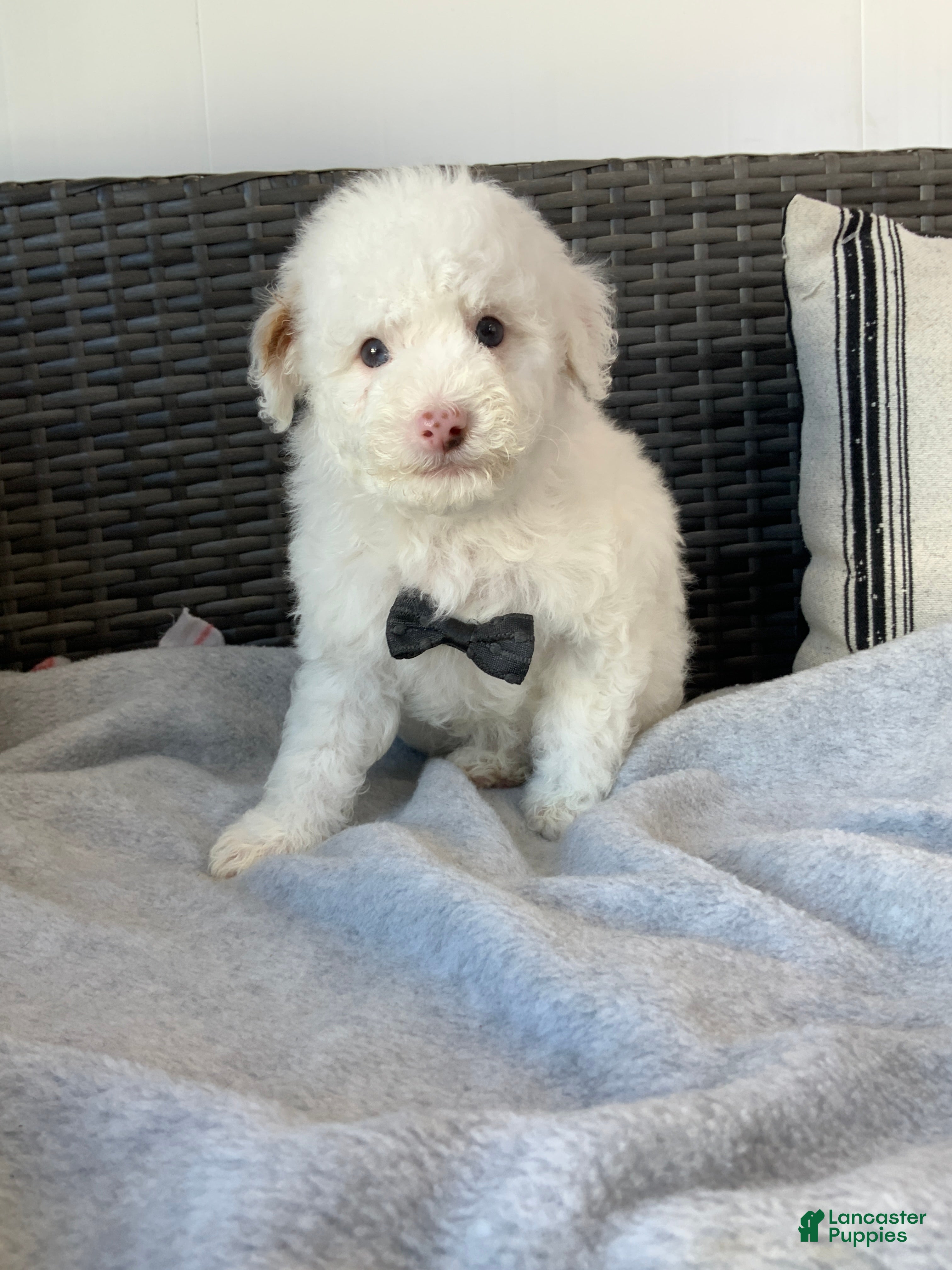 Toy Poodle dogs speller - Ad 2