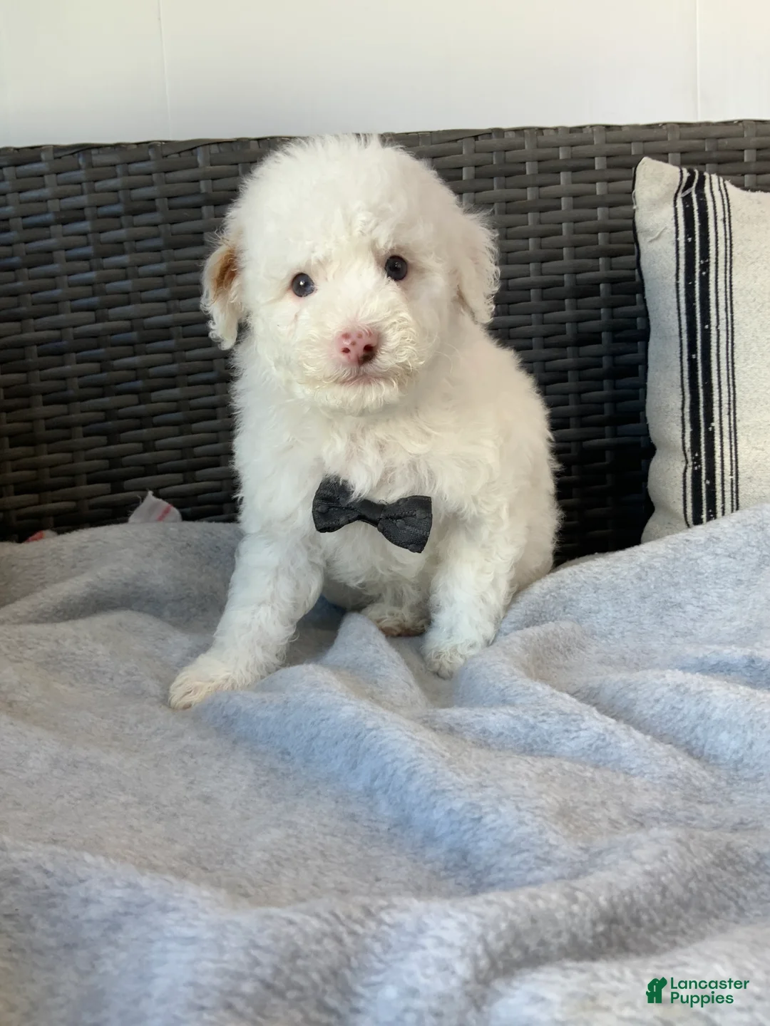 Toy Poodle dogs for sale: speller - Ad 2