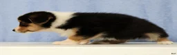Mixed Breed dogs for sale: Denali - Ad 5