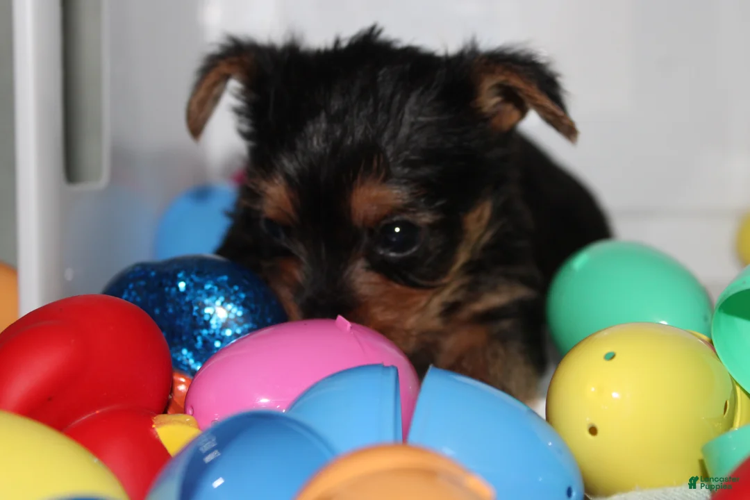 Yorkshire Terrier dogs for sale: Little  - Ad 2