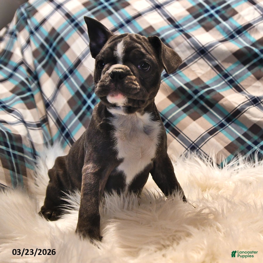Frenchton dogs Moonbeam - Ad 2