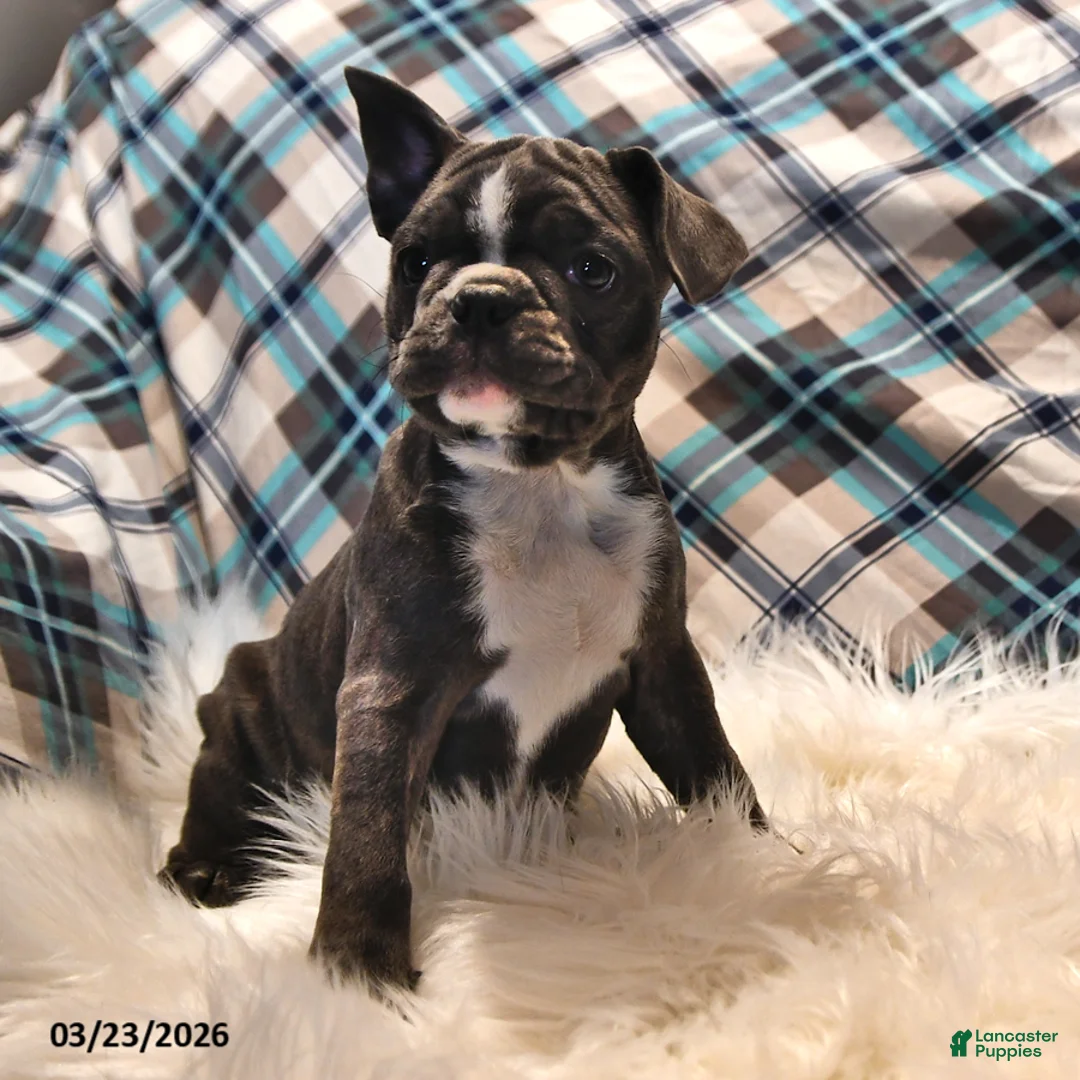 Frenchton dogs for sale: Moonbeam - Ad 2