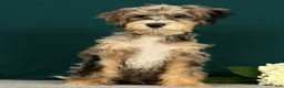 Mini Bernedoodle dogs for sale: Pongo - Ad 2