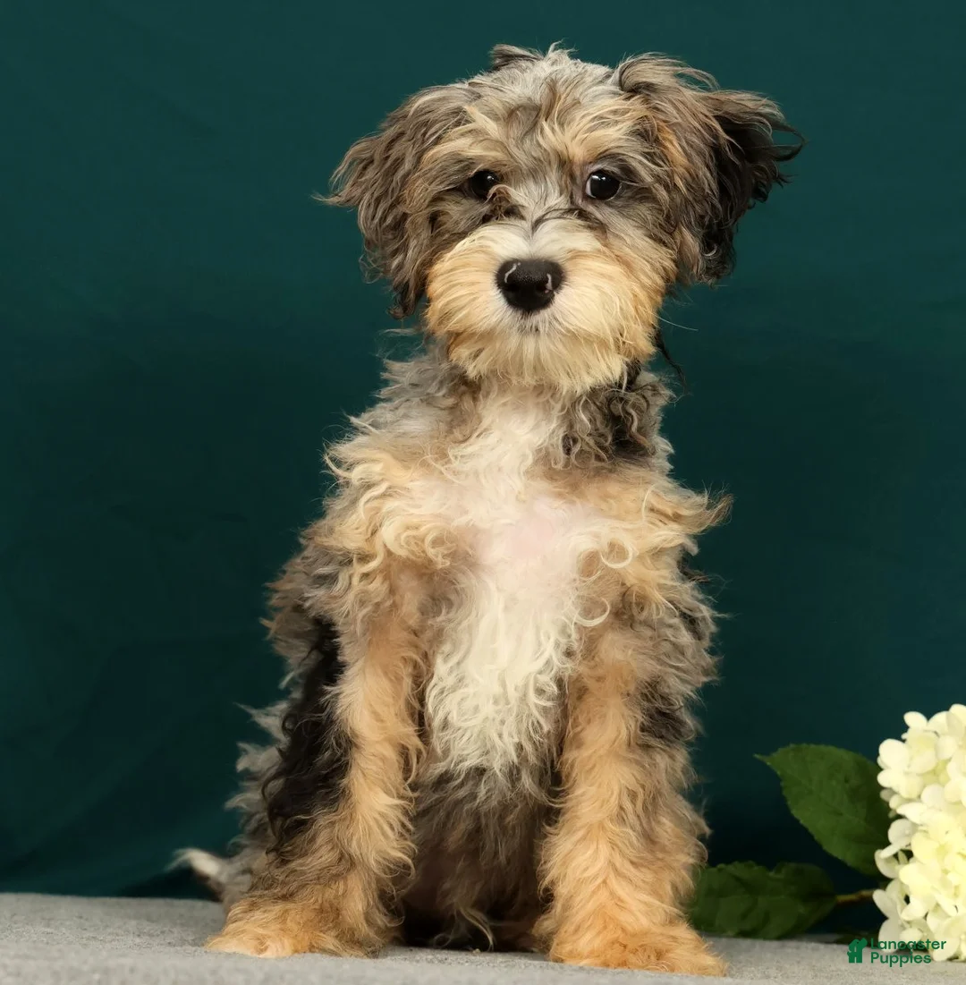 Mini Bernedoodle dogs for sale: Pongo - Ad 2