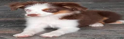 Miniature Australian Shepherd dogs for sale: Miniature Australian Shepherd 1 - Ad 6