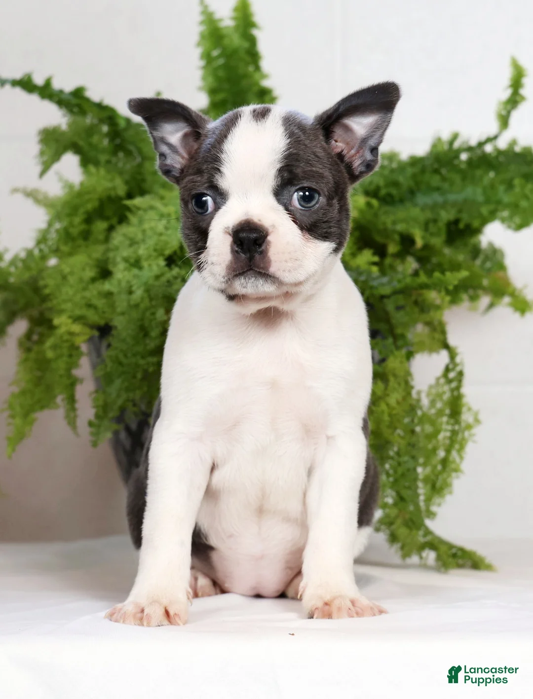 Boston Terrier dogs for sale: Kathy - Ad 2