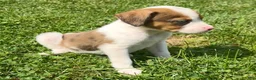 Mixed Breed dogs for sale: Bella - Ad 7