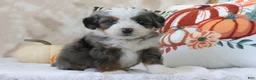 Mini Bernedoodle dogs for sale: Tommy - Ad 3
