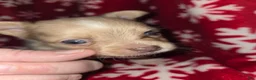 Chihuahua dogs for sale: Long hair Merle boy - Ad 1
