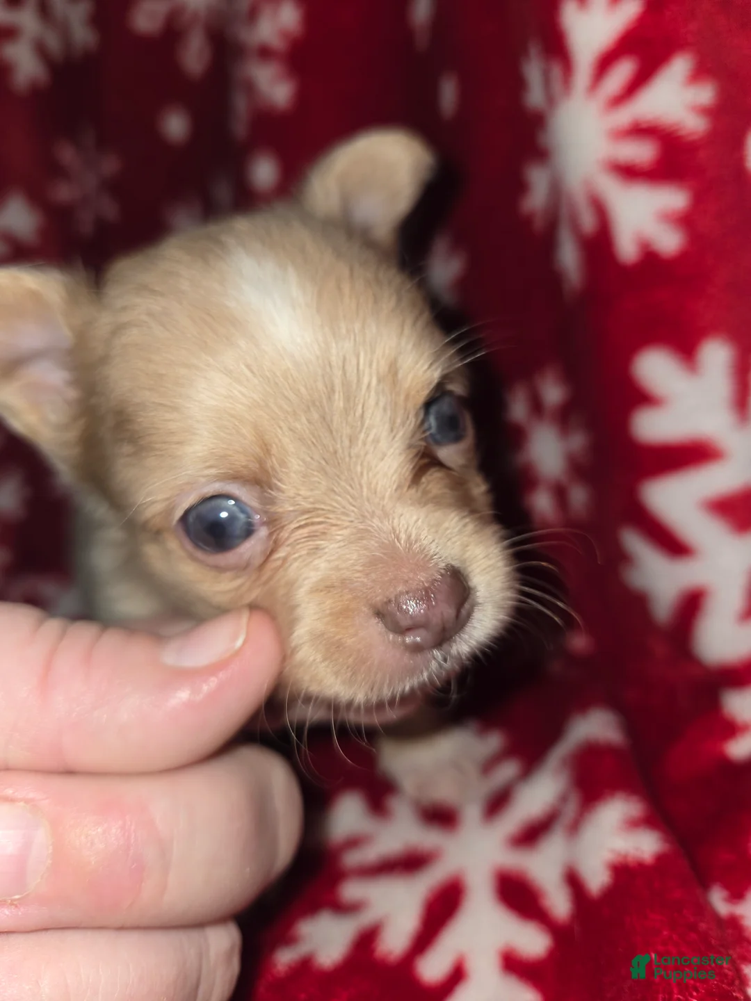 Chihuahua dogs for sale: Long hair Merle boy - Ad 1