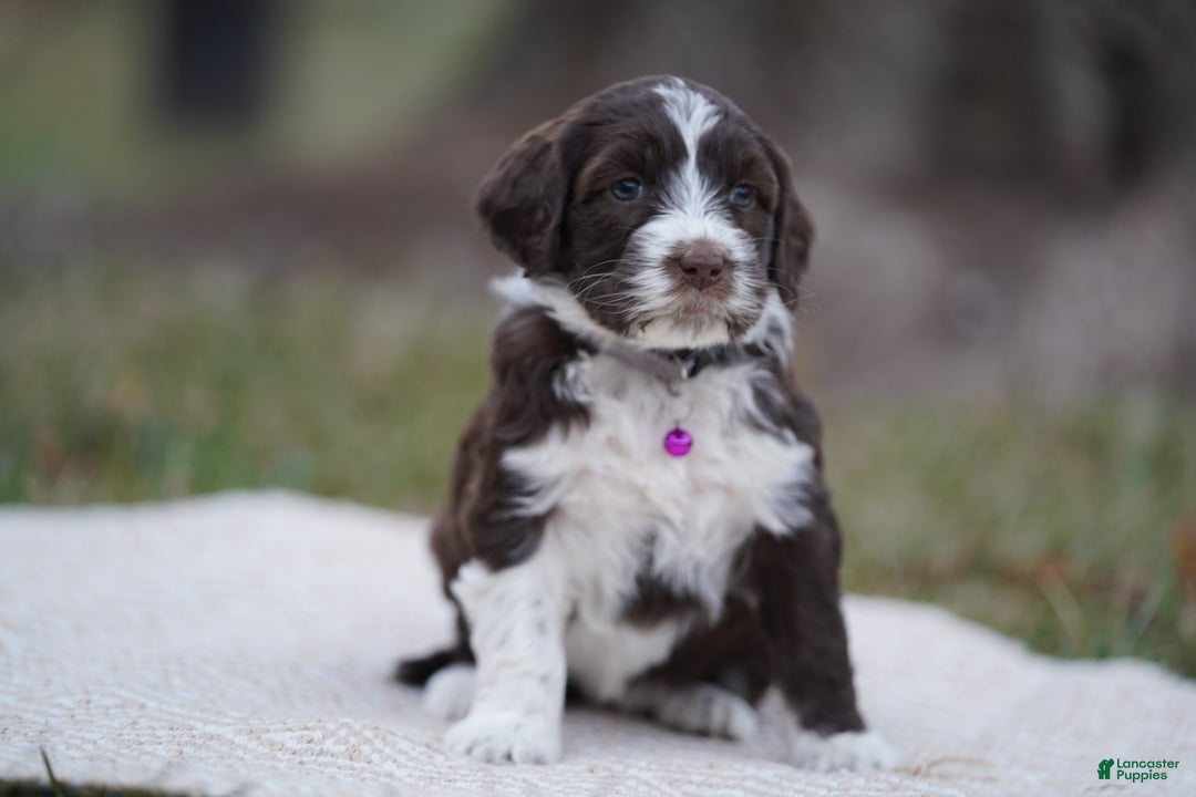 Portuguese Water Dog dogs for sale: Trish - Ad 3