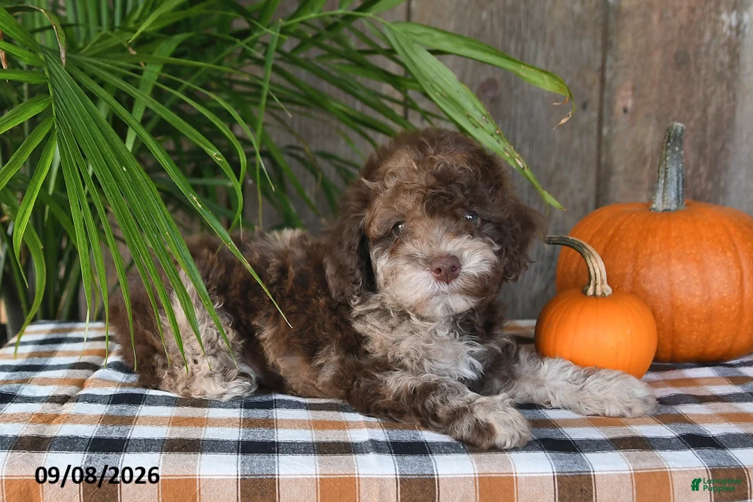 Havapoo dogs for sale: Rusty - Ad 2