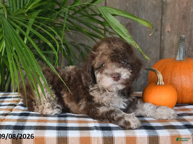 Havapoo dogs for sale: Rusty - Ad 2