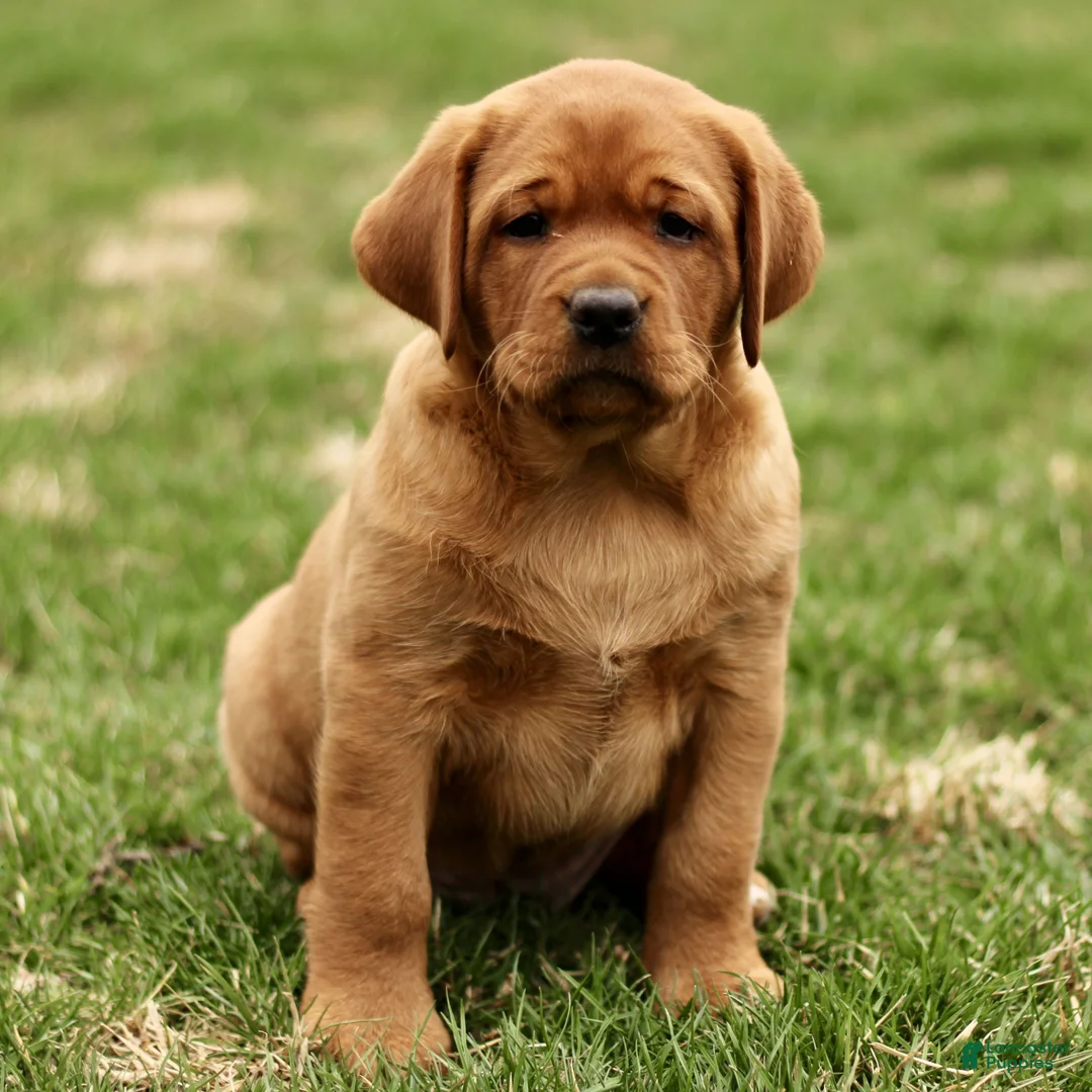 Labrador Retriever dogs for sale: Lori  - Ad 1