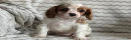 Cavalier King Charles Spaniel dogs for sale: Tommy - Ad 11
