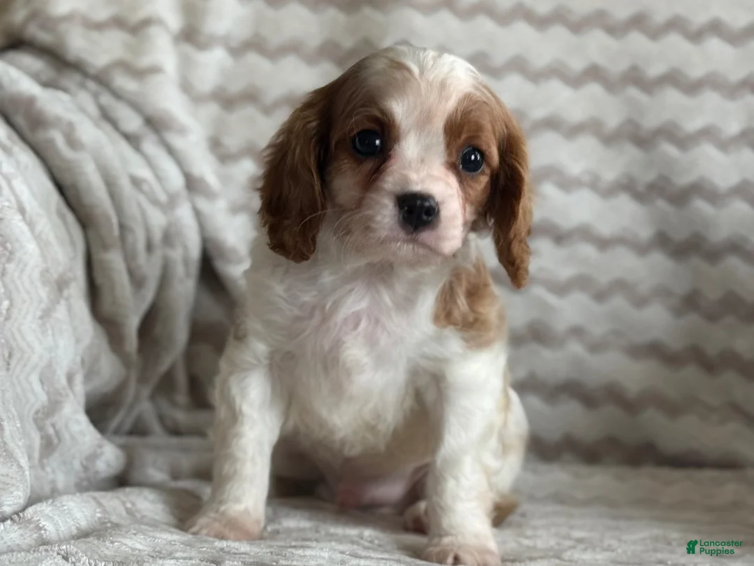 Cavalier King Charles Spaniel dogs for sale: Tommy - Ad 11