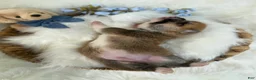 Welsh Corgi Pembroke dogs for sale: Bruno - Ad 8
