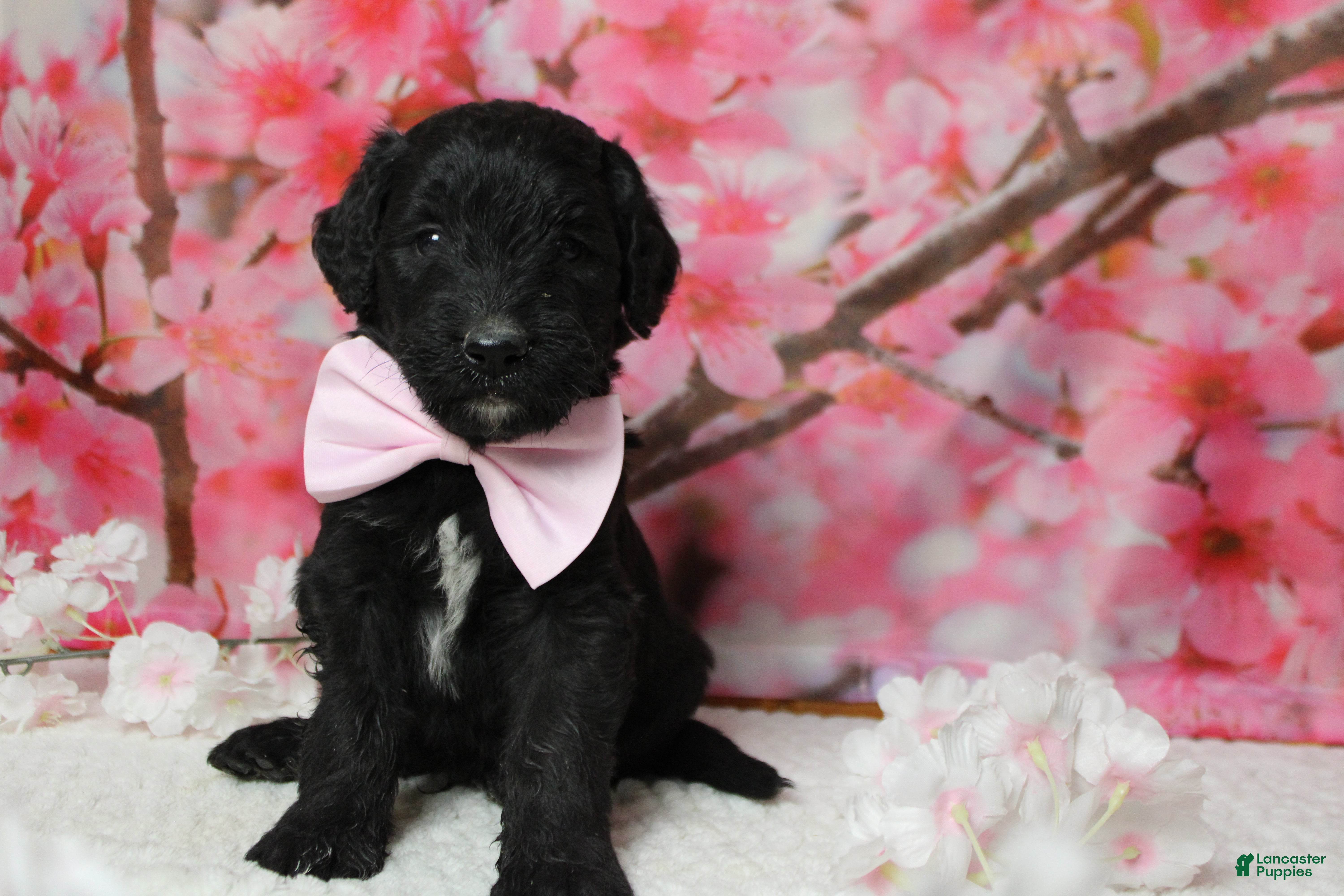 Bernedoodle dogs Onyx  - Ad 14