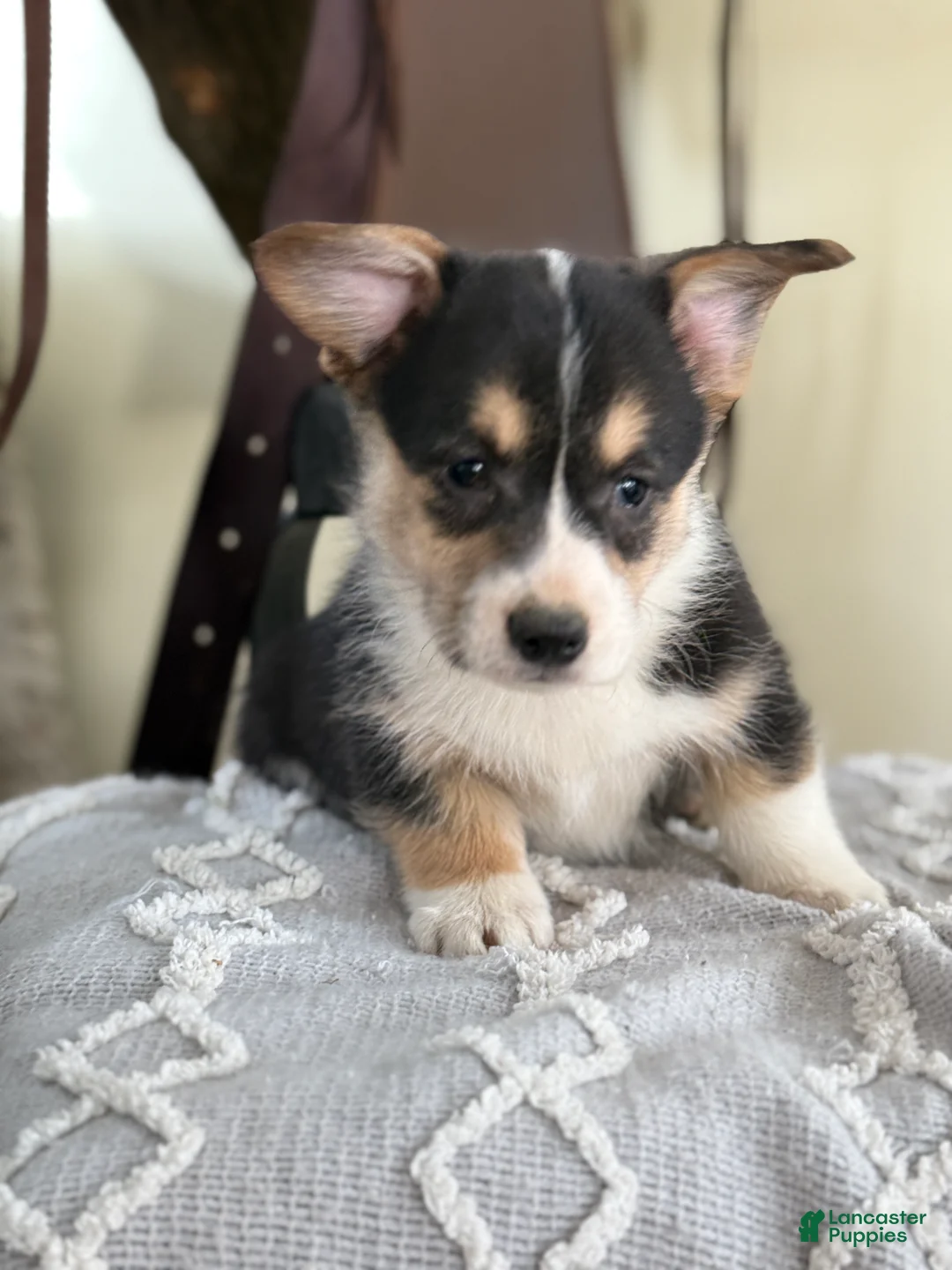 Welsh Corgi Pembroke dogs for sale: Fudge - Ad 3