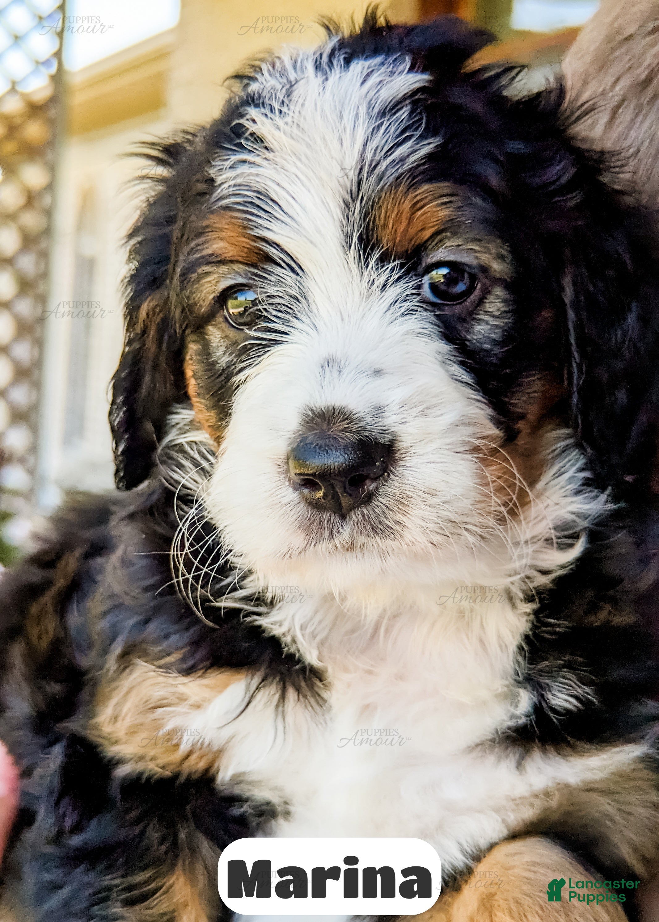 Bernedoodle dogs Marina - Ad 1