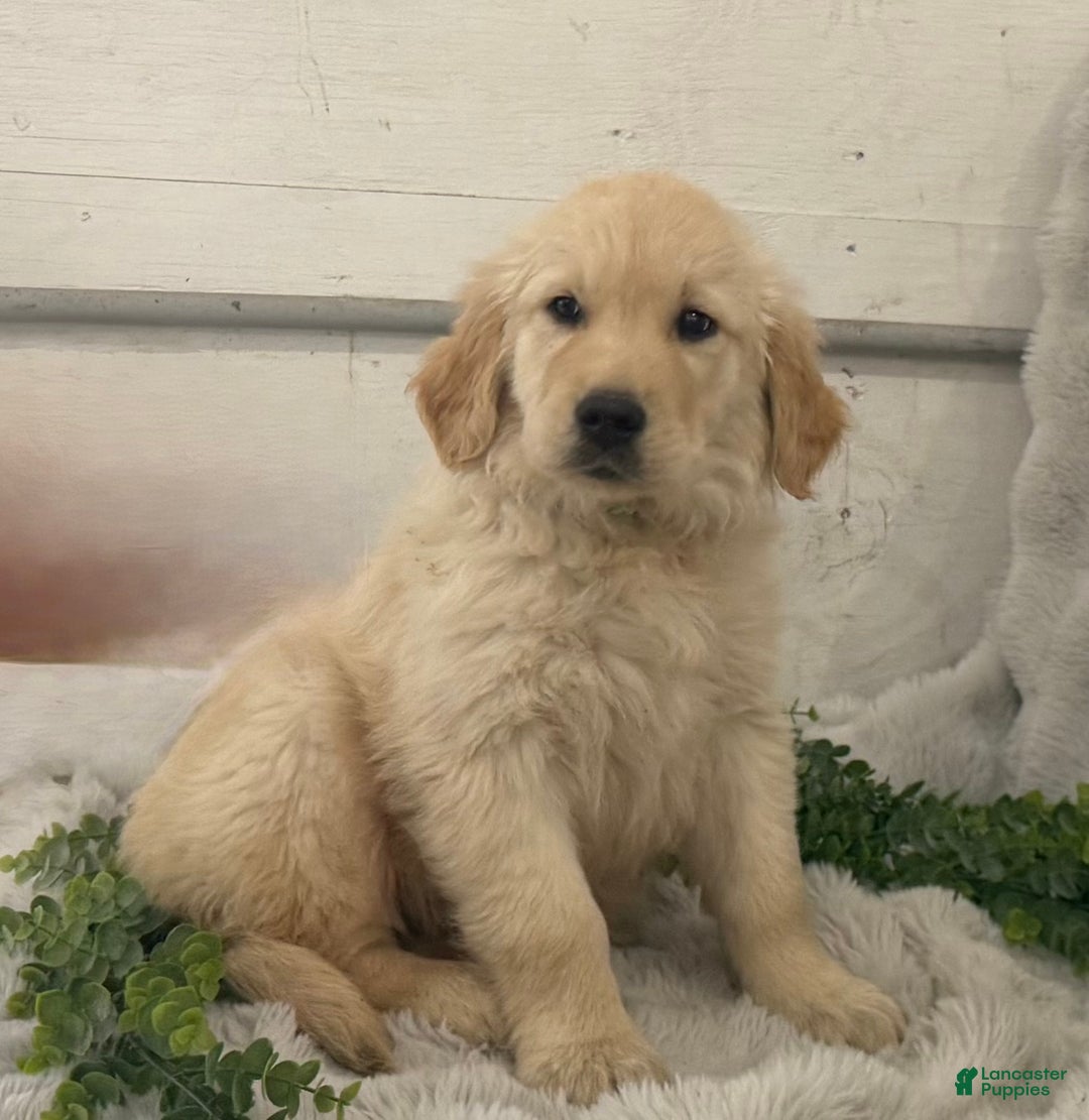 Golden Retriever dogs for sale: Snow Ball - Ad 5
