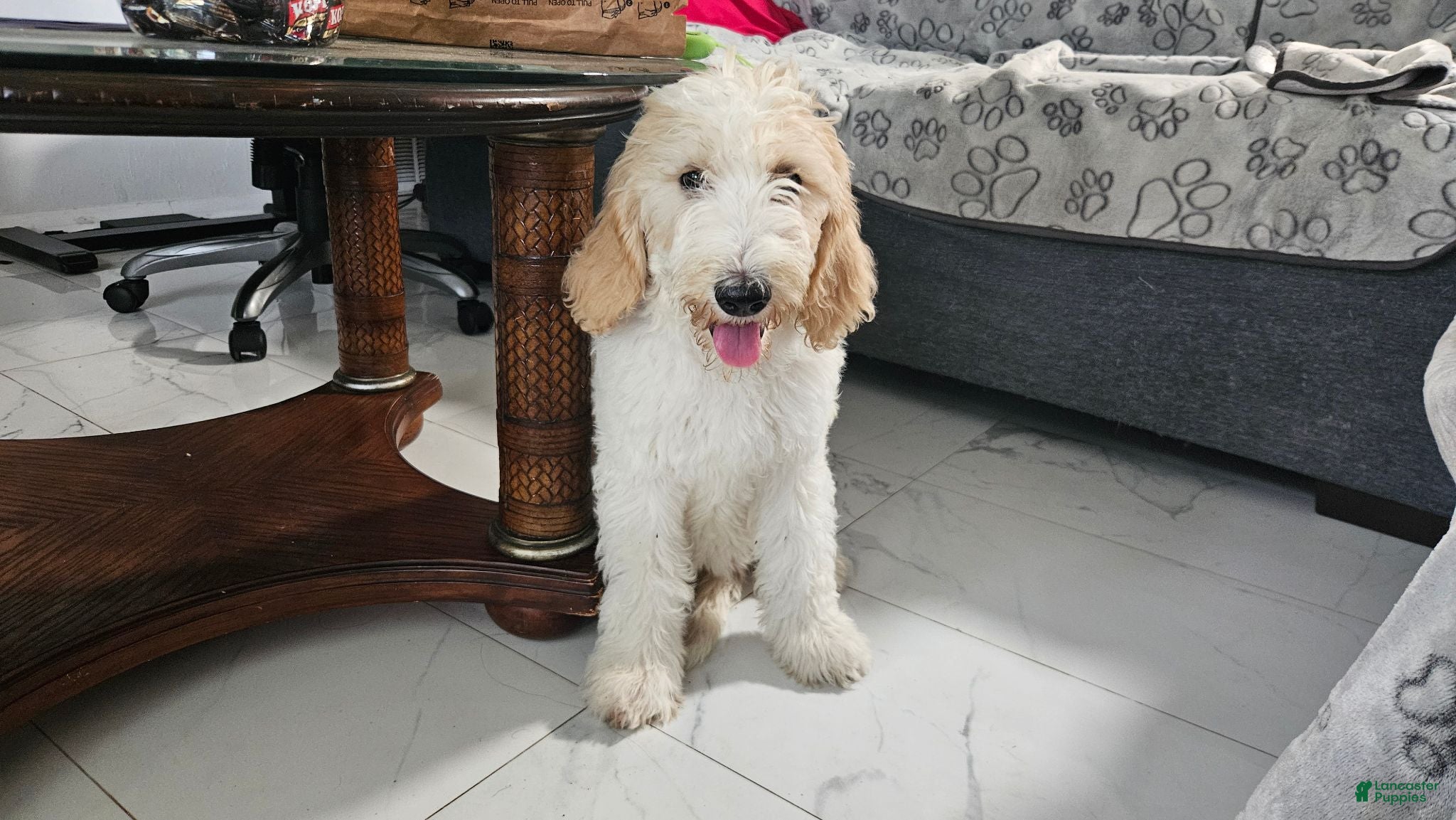 Goldendoodle dogs Princess - Ad 39