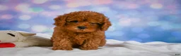 Cavapoo dogs for sale: Chief - Ad 3