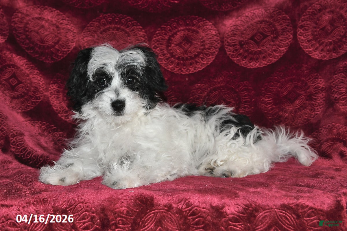 Maltipoo dogs Chloe - Ad 2