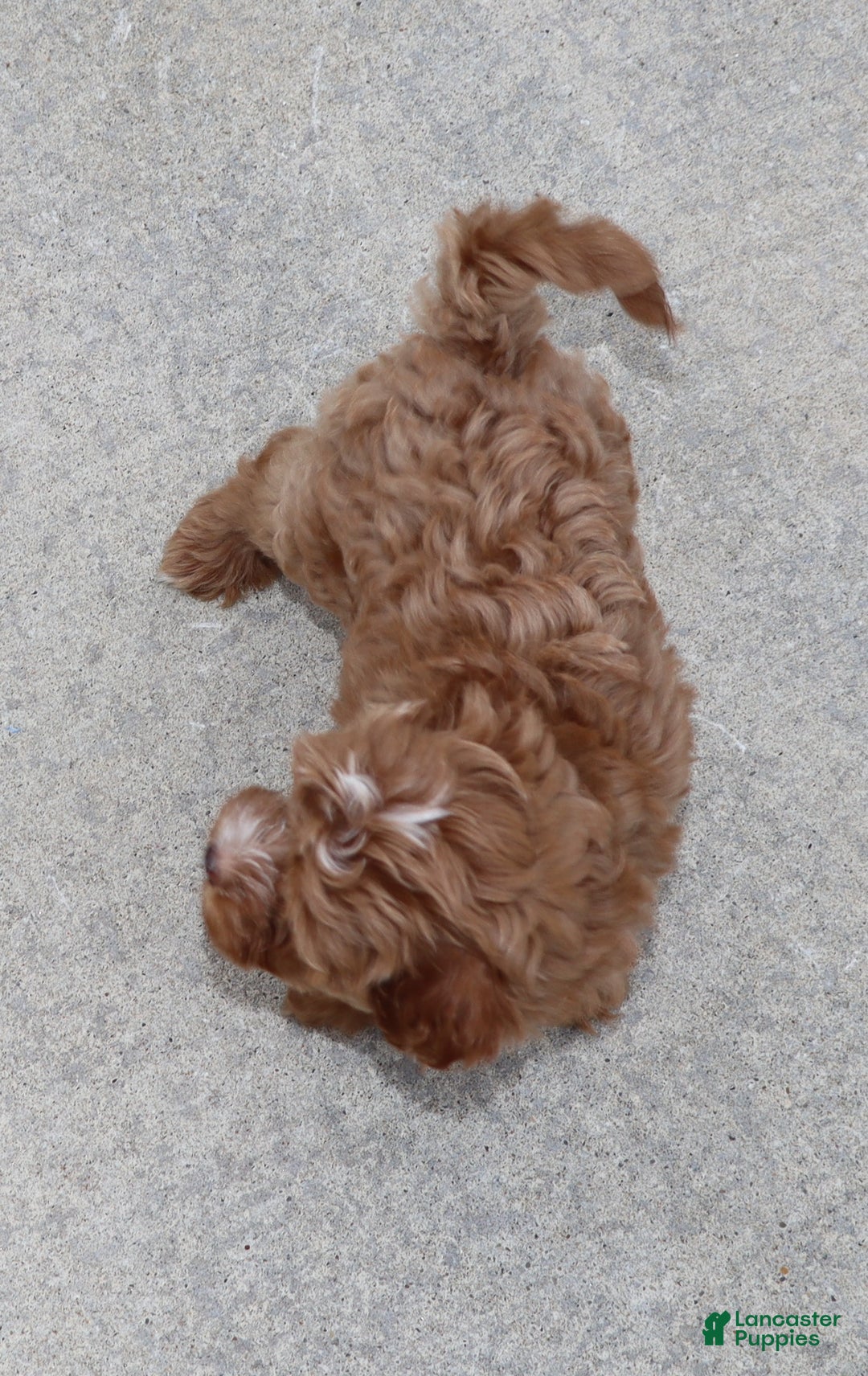 Havapoo dogs for sale: Ember 🌷👨‍👨‍👧‍👦💞🐕 - Ad 11