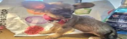 Chihuahua dogs for sale: Teddy Griz ( LH 6 lb) - Ad 3