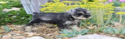 Miniature Schnauzer dogs for sale: Tonya - Ad 2