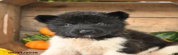 Akita dogs for sale: Nellie - Ad 3