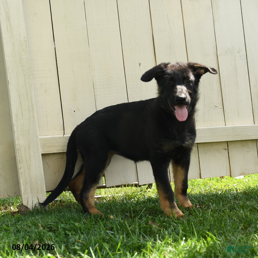 German Shepherd dogs Luna  - Ad 2
