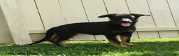 German Shepherd dogs for sale: Luna  - Ad 2