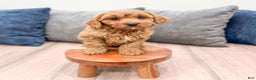 Cavapoo dogs for sale: Bingo - Ad 2