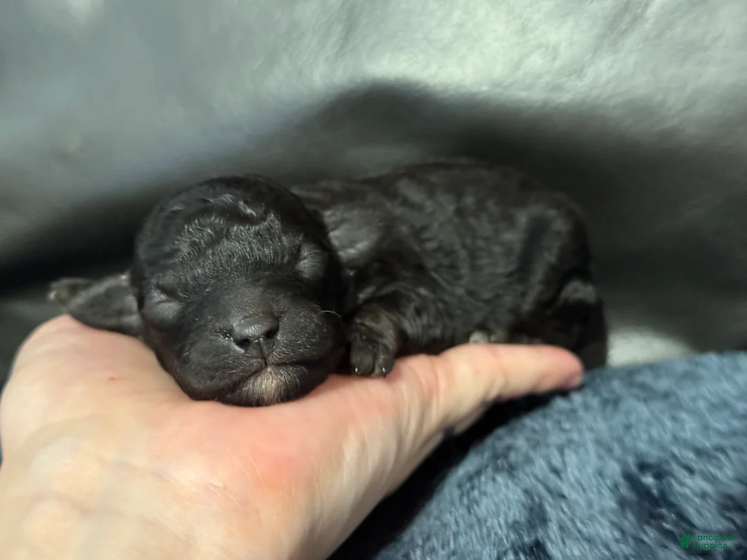 Mini Aussiedoodle dogs for sale: Bean - Ad 2